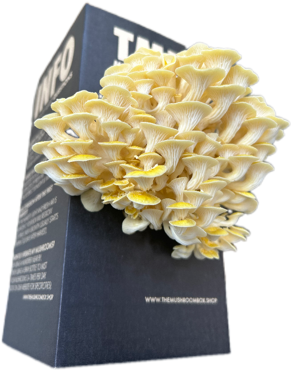 Golden Oyster Mushroom Box