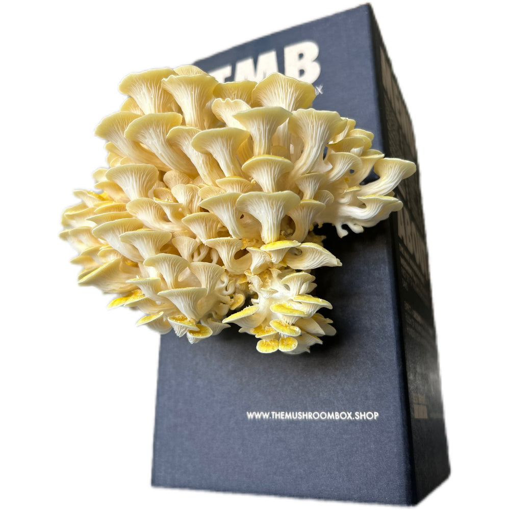 Yellow Oyster Mushroom Log