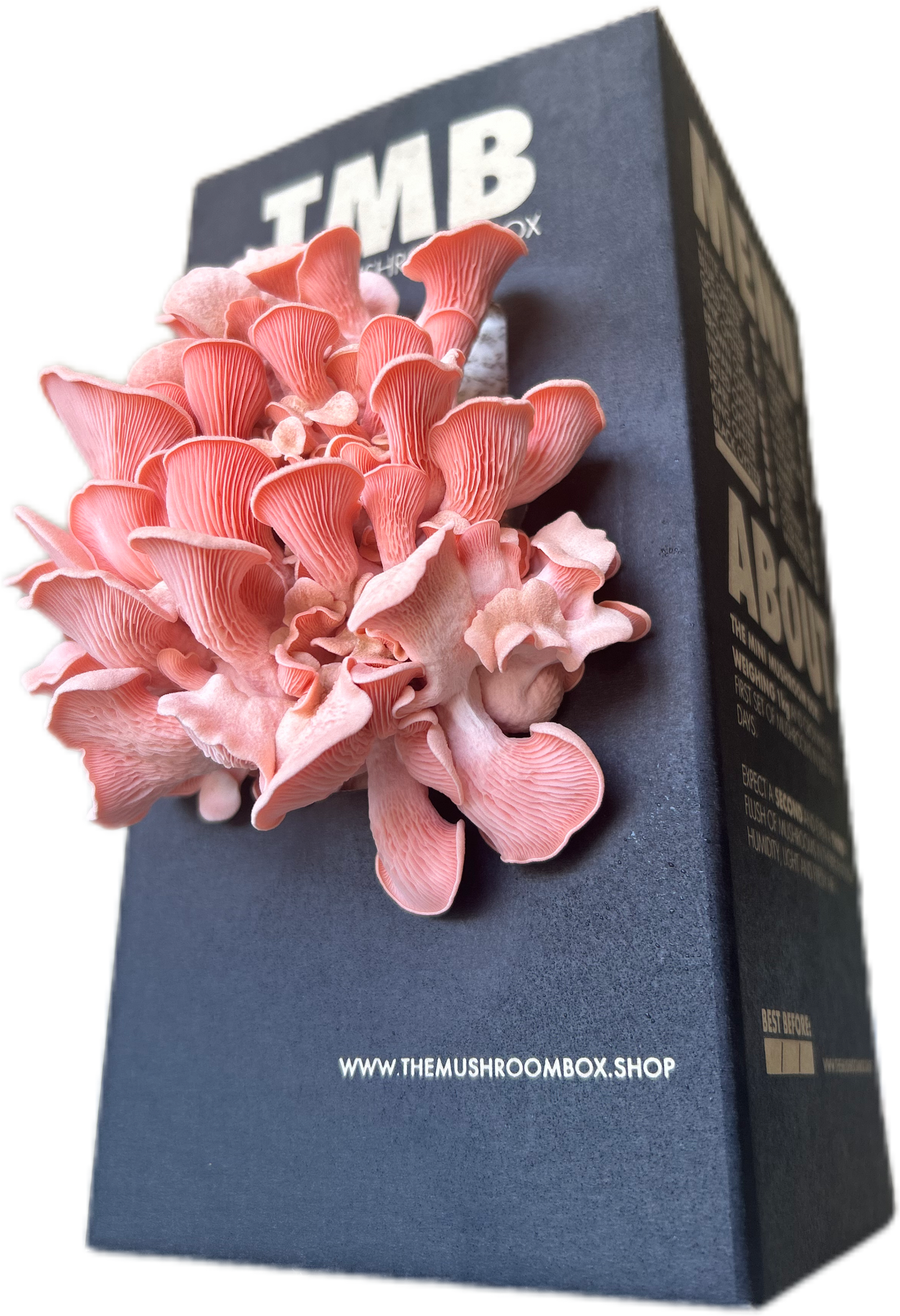 Pink Oyster Mushroom Box - 6 Pack