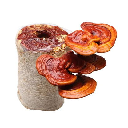 Stress Relief - Reishi Mushroom Box