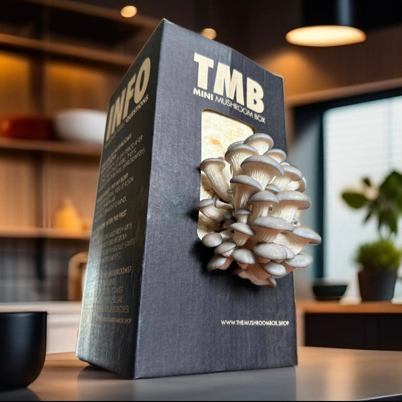 [50% OFF] Mixed Mushroom Box: 6 Pack