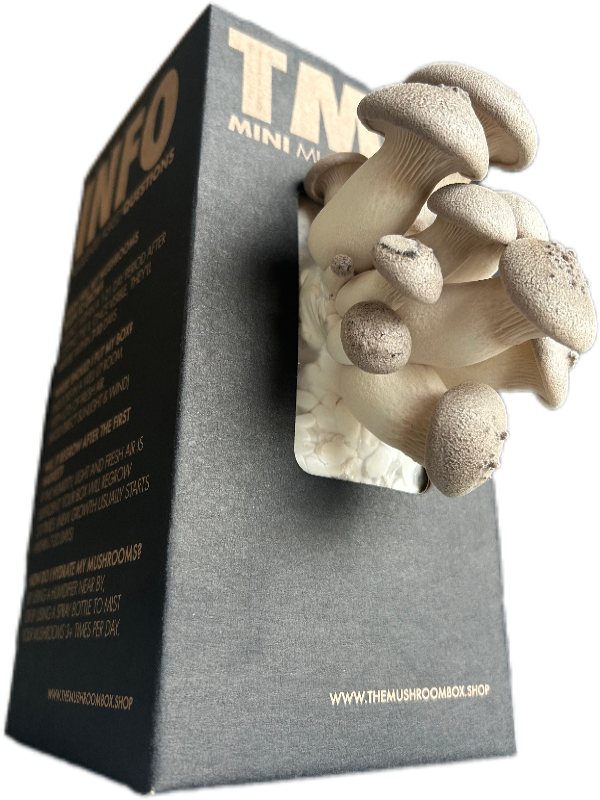 King Oyster Mushroom Box