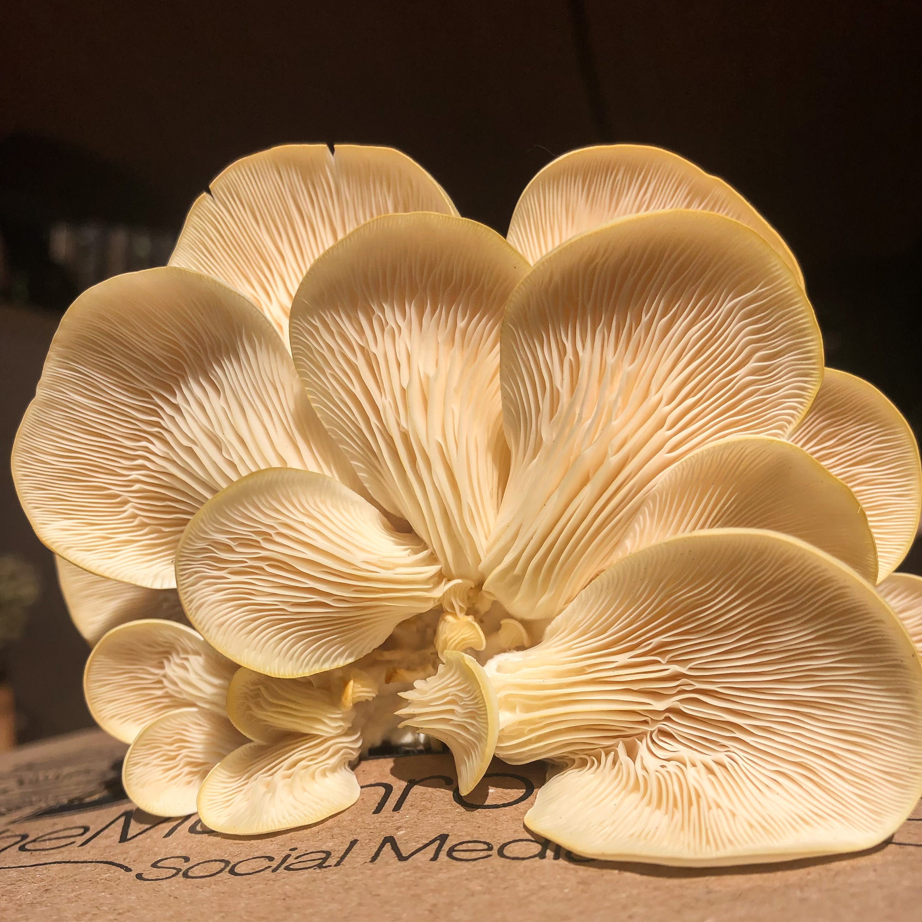 The mushroom box, The BEST way to grow Oyster mushrooms, Lionsmane mushroom, Shittake and more medicinal mushrooms at home