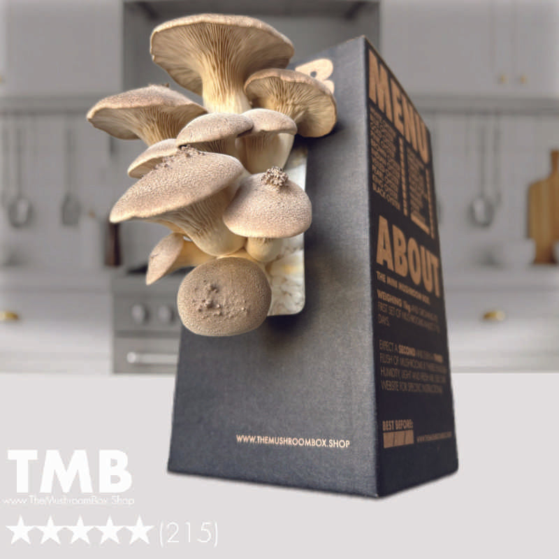 Chefs Favourite - King Oyster Mushroom Box