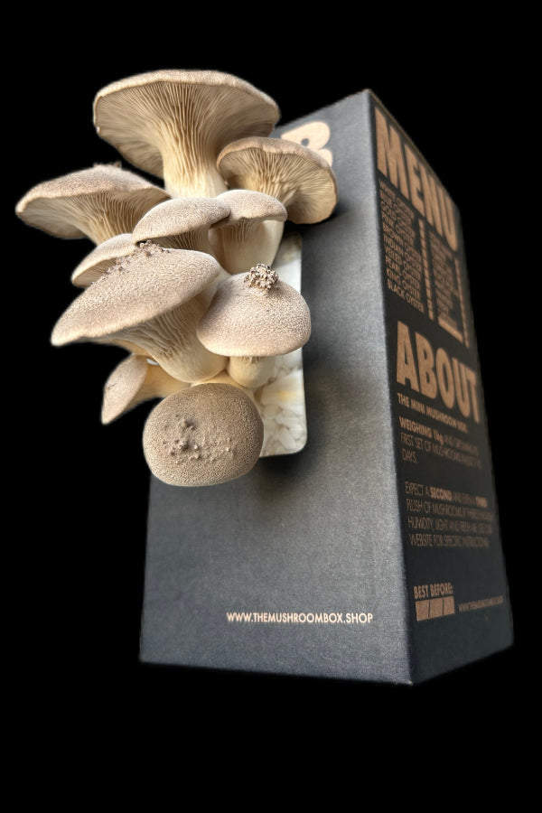 King Oyster Mushroom Box