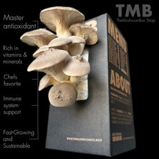 Chefs Favourite - King Oyster Mushroom Box [Pre Order]