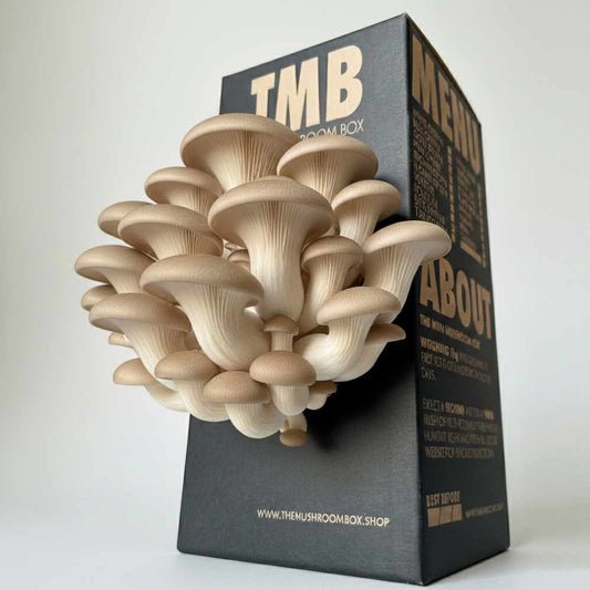 Chefs Favourite - King Oyster Mushroom Box