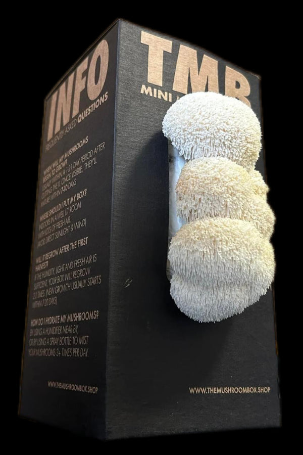 Lions Mane Mushroom Box - 6 Pack