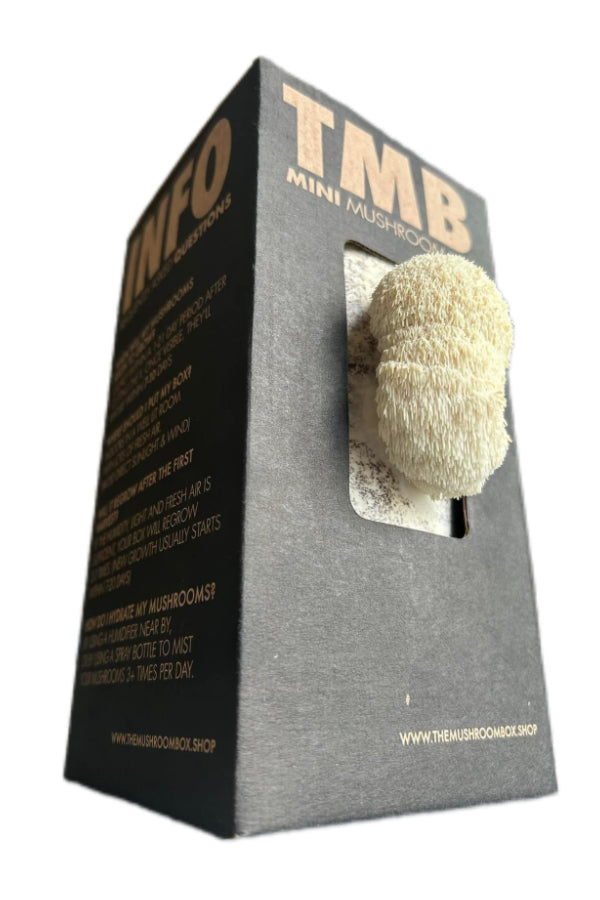 Lions Mane Mushroom Box - 6 Pack