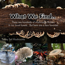 Mushroom Foraging Guided Walk - Natures Valley - 19th November 2025