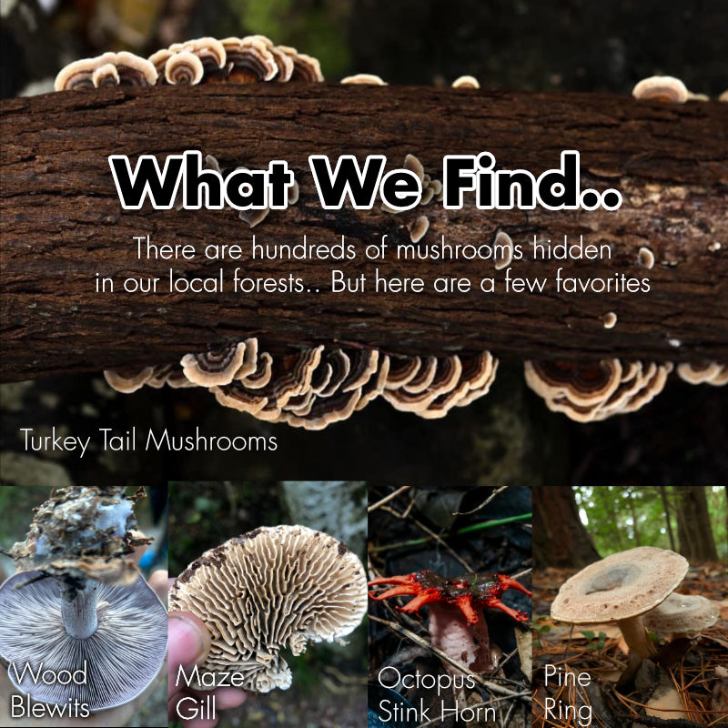 Mushroom Foraging Guided Walk - Natures Valley - 19th November 2025