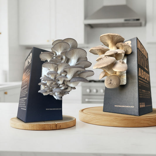 Chefs Favourite - King Oyster Mushroom Box