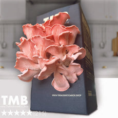 Protein Packed - Pink Oyster Mushroom Box