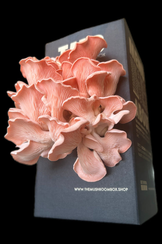 Pink Oyster Mushroom Box