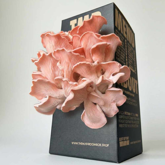 Protein Packed - Pink Oyster Mushroom Box