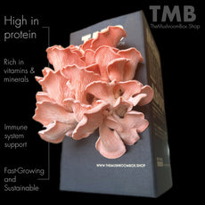 Protein Packed - Pink Oyster Mushroom Box