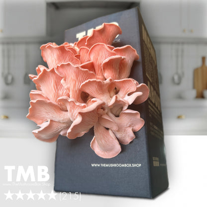 Protein Packed - Pink Oyster Mushroom Box [Pre order]