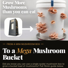 Protein Packed - Pink Oyster Mushroom Box