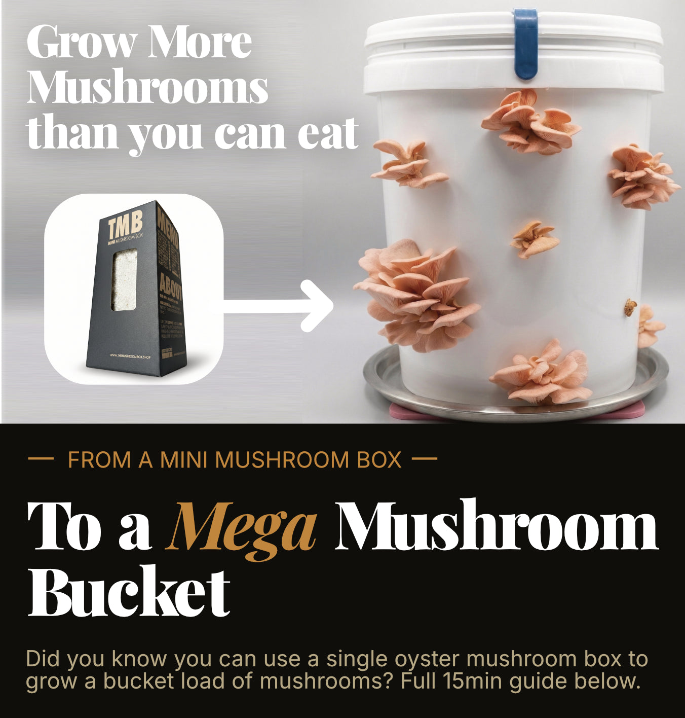 Protein Packed - Pink Oyster Mushroom Box