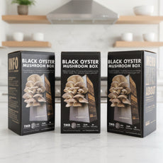 Black Pearl Oyster Mushroom Box