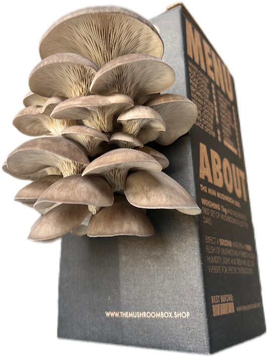 Learn how to grow delicious mushrooms at home with our easy-to-follow video guide. Discover expert tips for cultivating your own mushroom harvest using The Mushroom Box. #mushroomgrowing #homegardening #DIY #sustainability