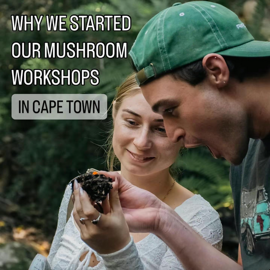 Mushroom Foraging Guided Walk