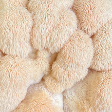 [Pre Order] Lions Mane Mushroom Capsules (60) | Brain Booster | Enhance focus | 500mg