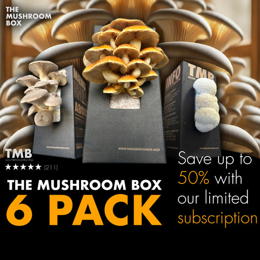 Mixed Mushroom Box - 6 Pack