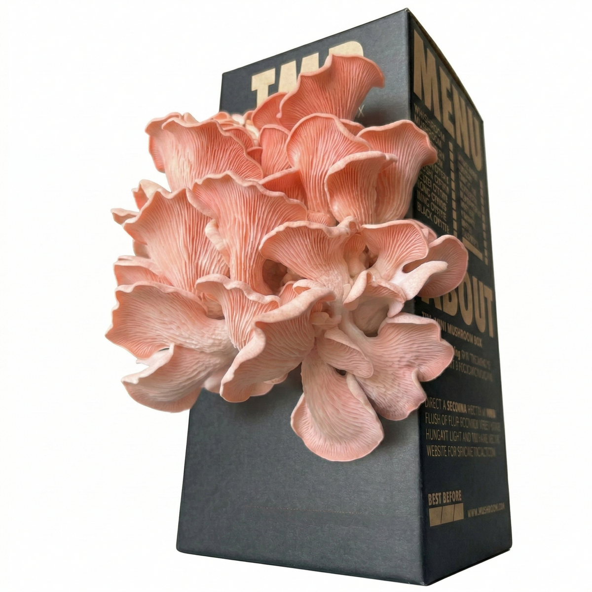 Pink Oyster Mushroom Log