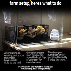 Mini Mushroom Farm set up + Seasonal 6 pack