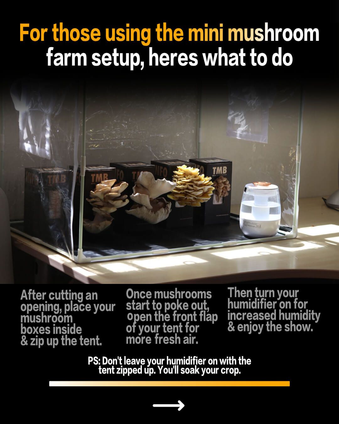 Mini Mushroom Farm set up + Seasonal 6 pack