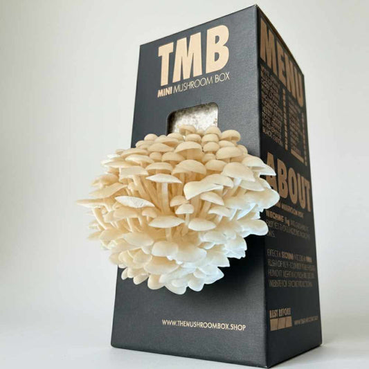 White Enoki Mushroom Box