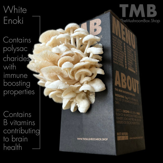 White Enoki Mushroom Box