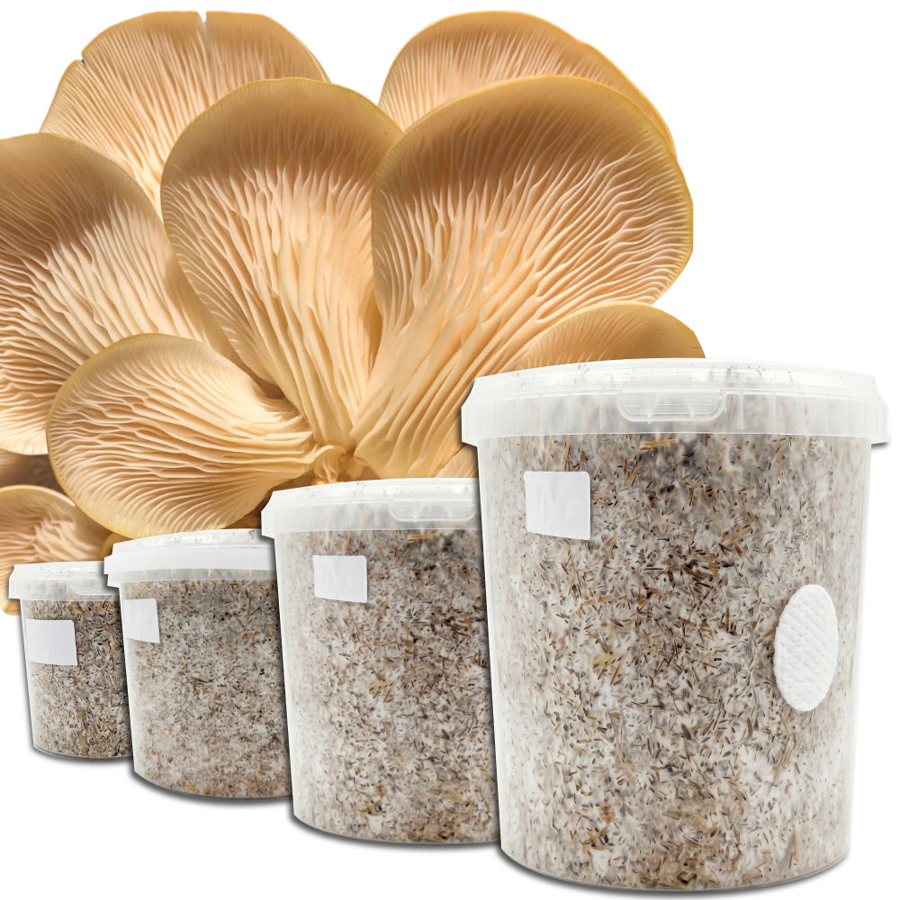 3 Pack Winter Special [20% OFF]