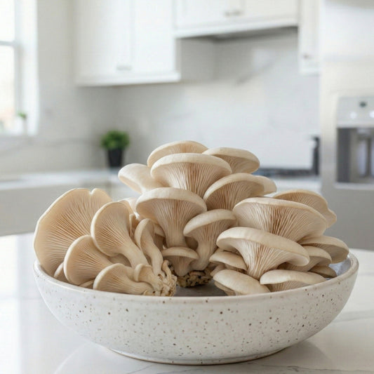 Black Pearl Oyster Mushroom Box