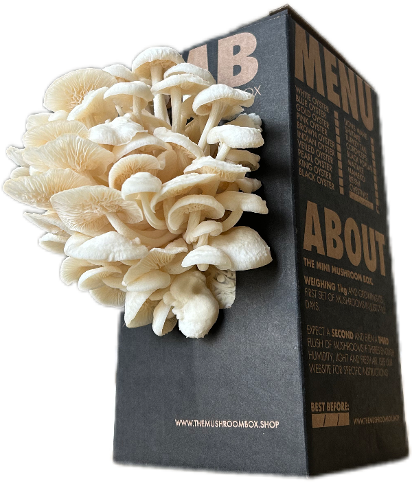 White Enoki Mushroom Box