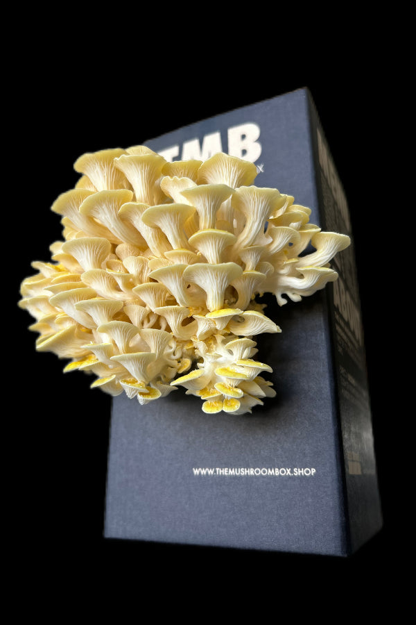 Golden Oyster Mushroom Box