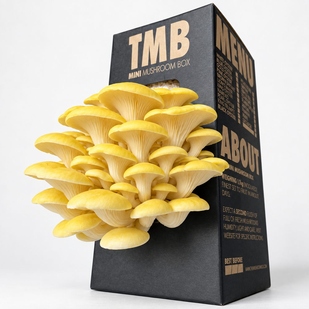 Yellow Oyster Mushroom Log