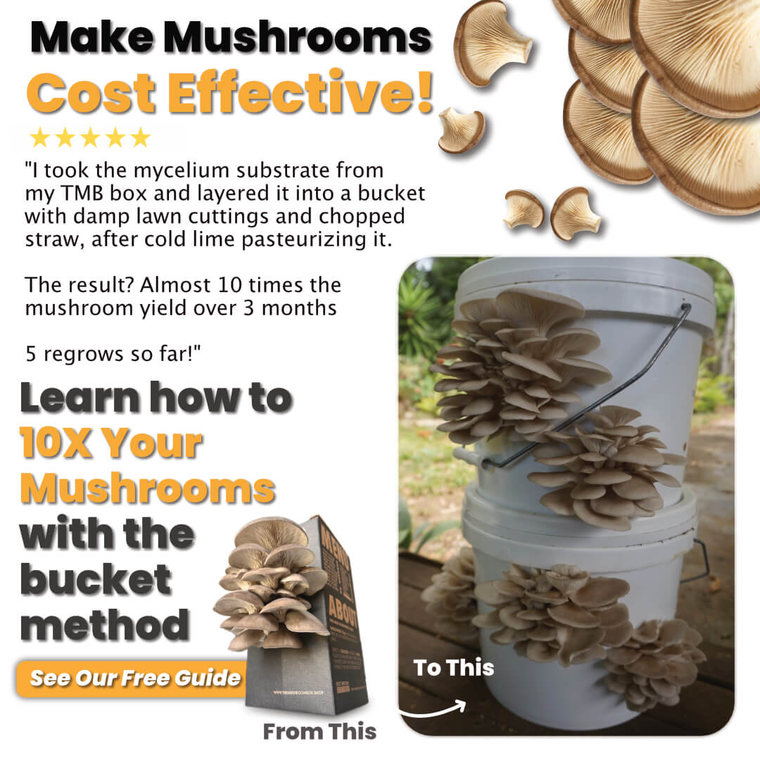 Brown Oyster Mushroom Box