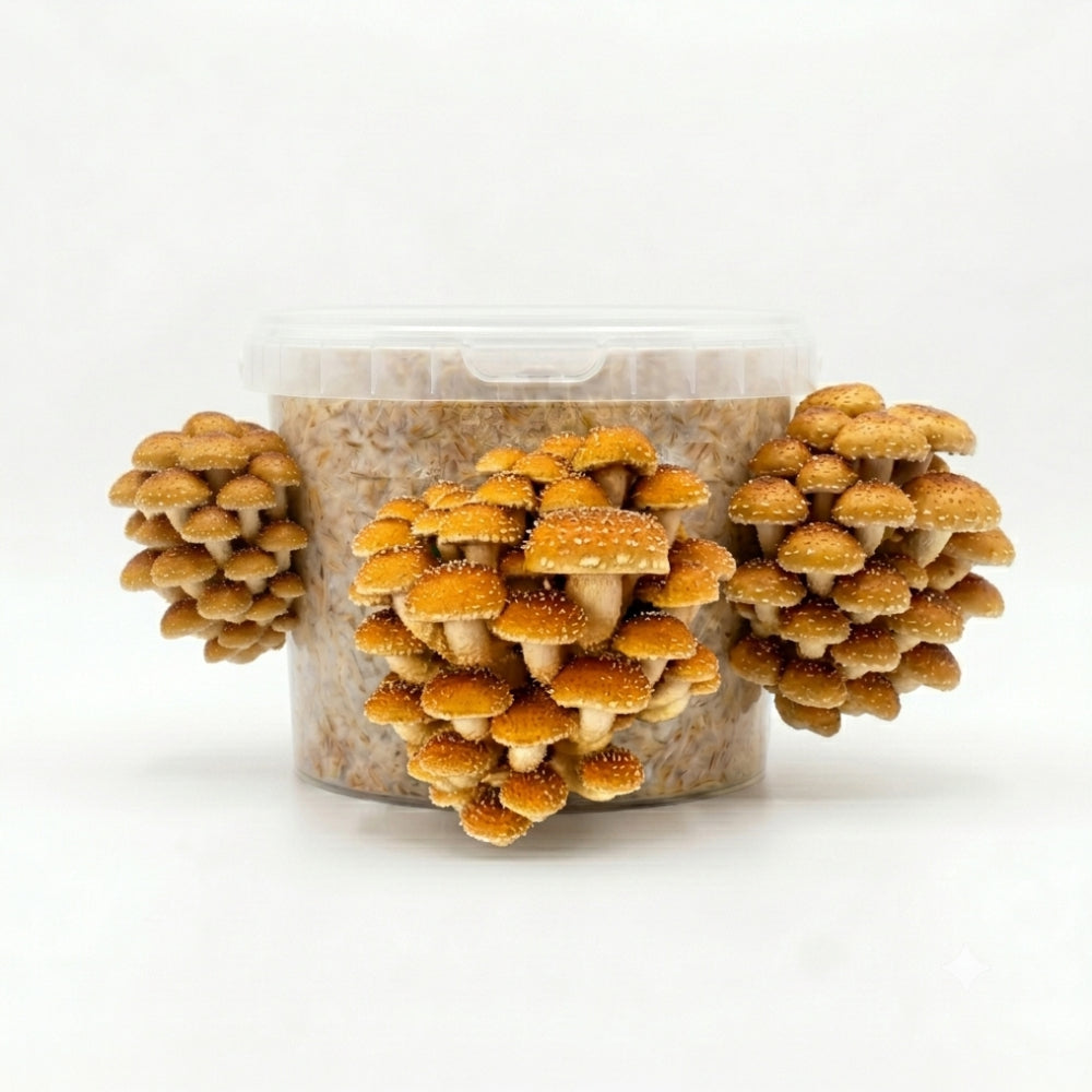 4 Pack Special (25% Off)