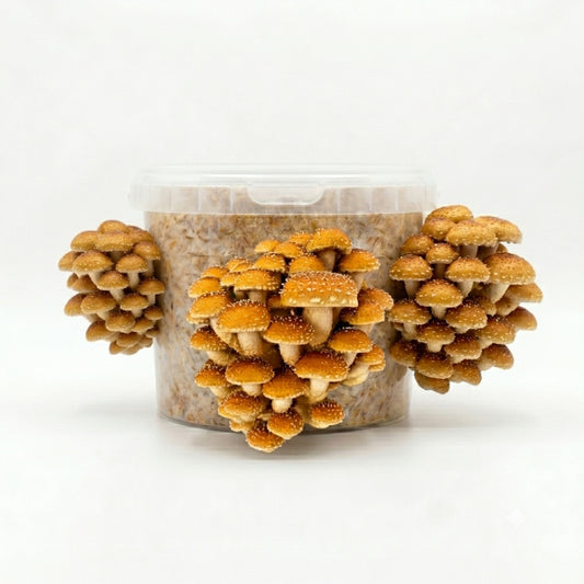 Gourmet - Chestnut Mushroom Box