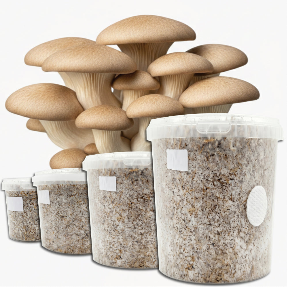 Chefs Favourite - King Oyster Mushroom Box