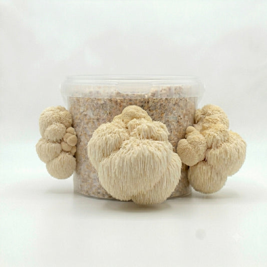 Smart Choice - Lion's Mane Mushrooms