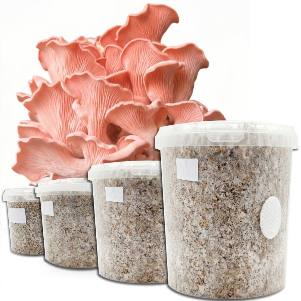 Protein Packed - Pink Oyster Mushroom Box