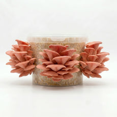 Protein Packed - Pink Oyster Mushroom Box