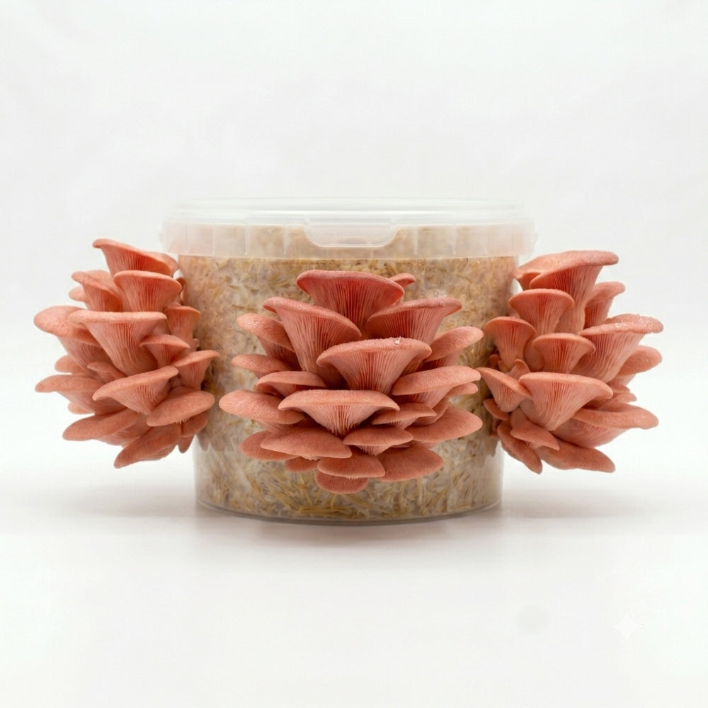 Protein Packed - Pink Oyster Mushroom Box