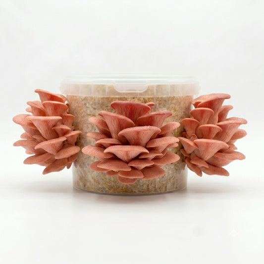 Protein Packed - Pink Oyster Mushroom Box