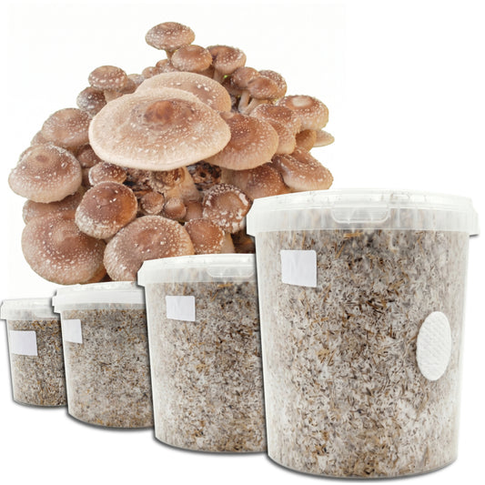 Shiitake Mushroom Kit