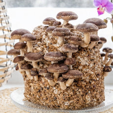 Shiitake Mushroom Kit