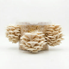 Easy Grower - White Oyster Mushroom Box